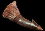 Cretaceous Giant Sawfish (Onchopristis) Rostral Barb #64483-1
